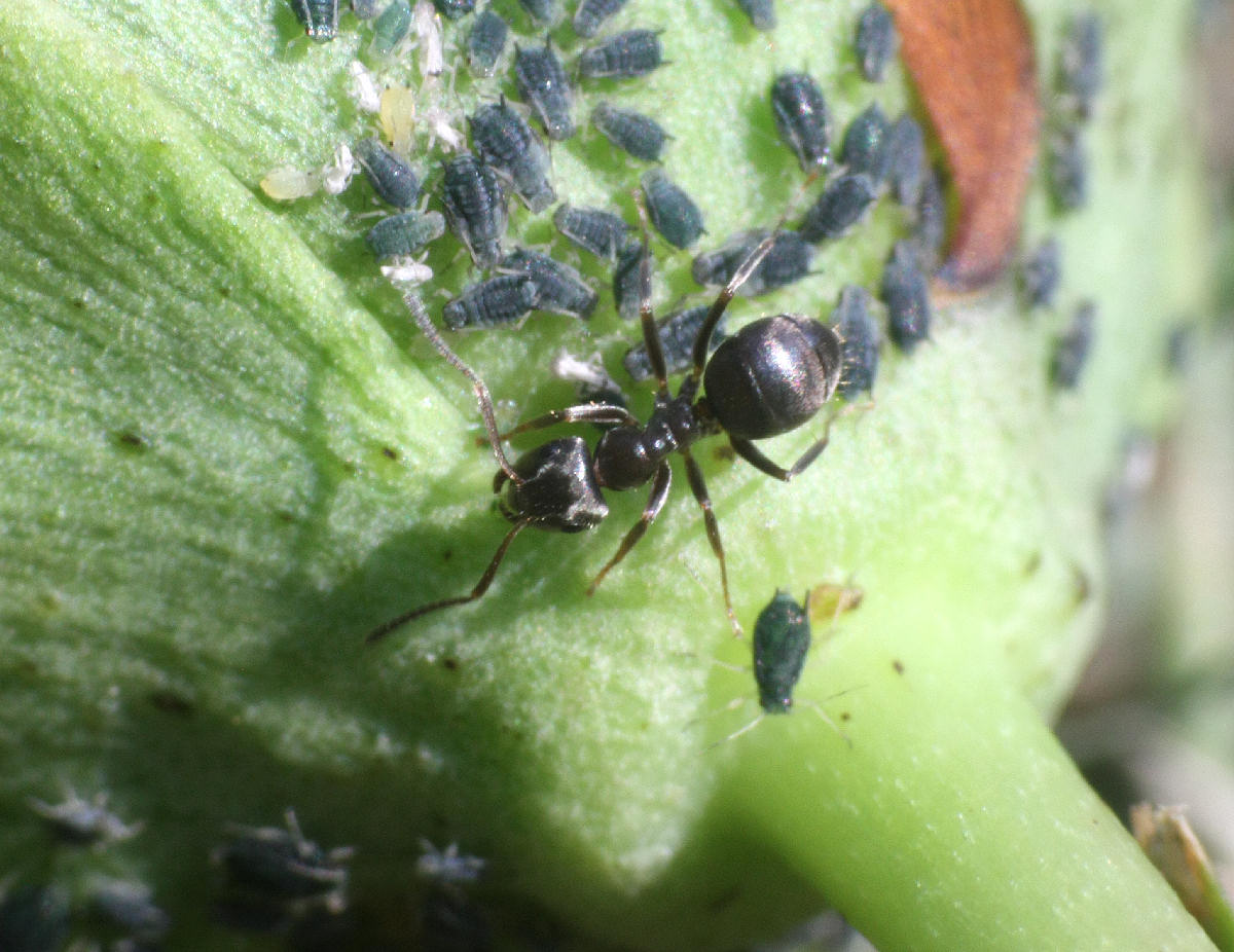 Formica (Lasius sp.) con afidi